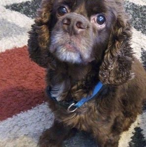 Meet your Posher, Casey